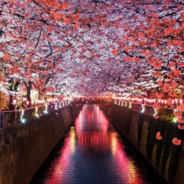 Groepsreis Japan 2