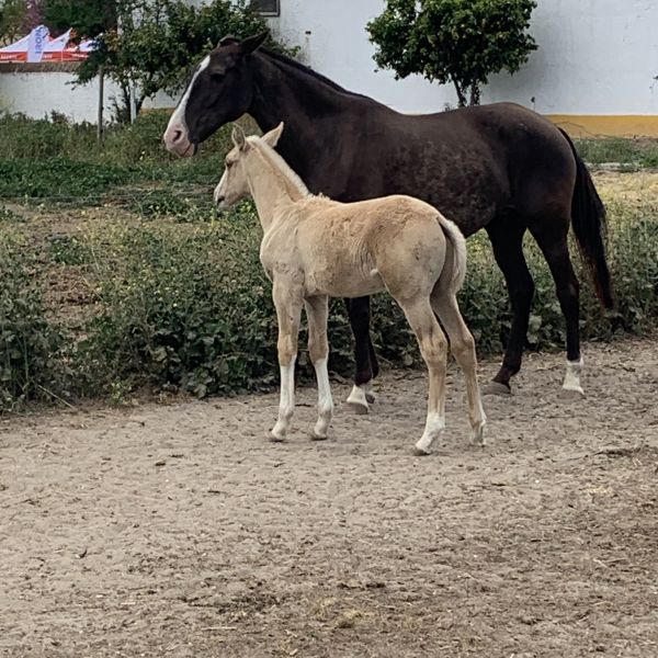 Portugal-Alentejo 2