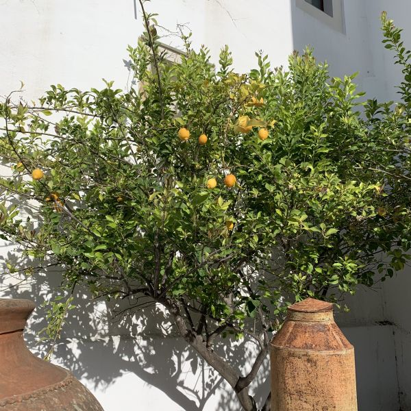 Portugal-Alentejo 9
