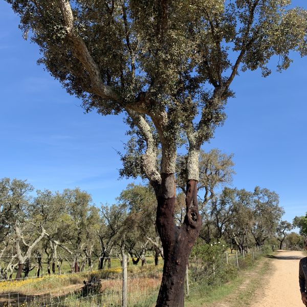 Portugal-Alentejo 10